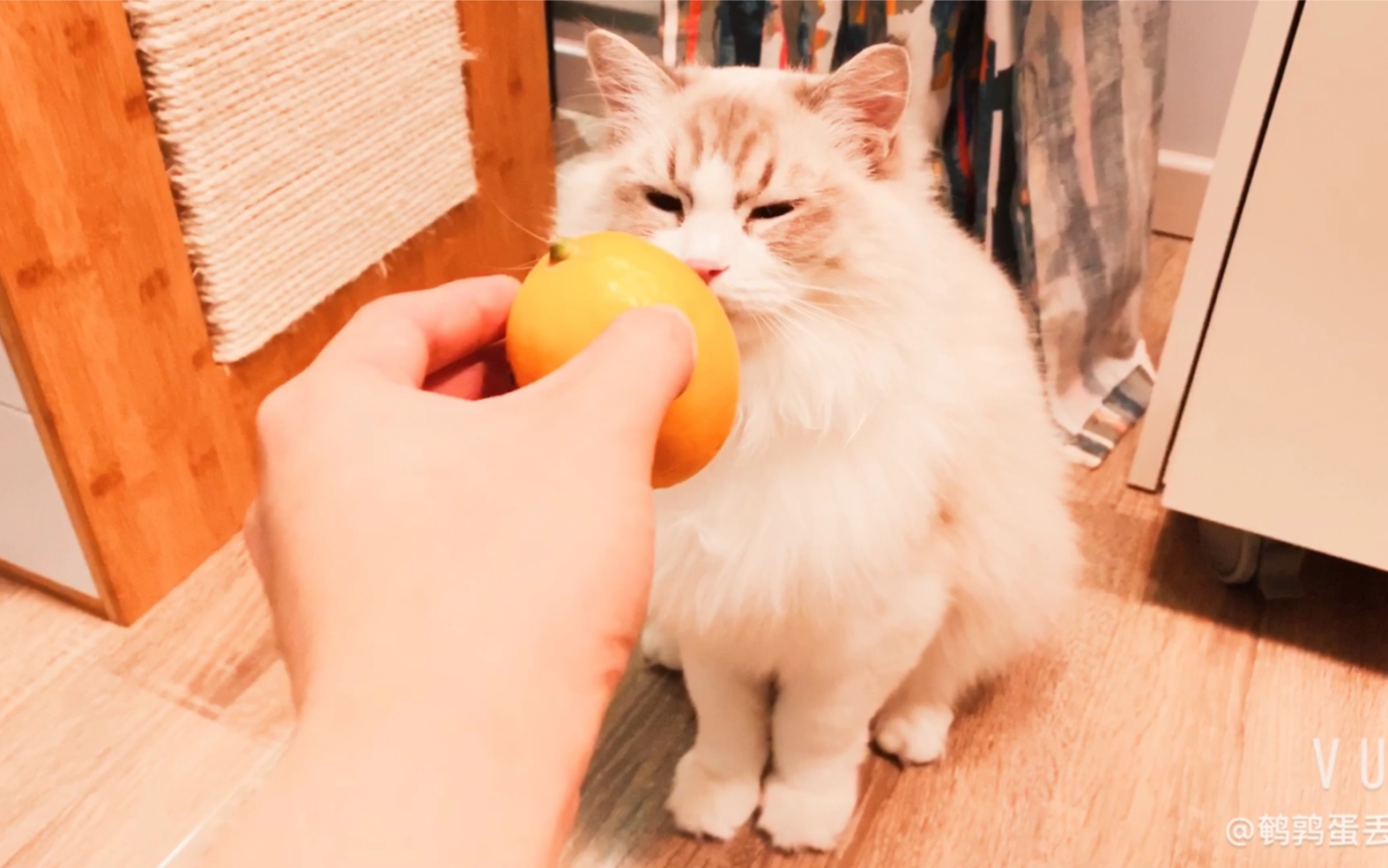 【布偶猫拿铁】猫猫闻柠檬是什么反应?来云撸猫呀!