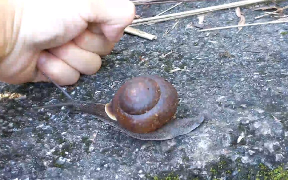 体型很大的山蜗牛 集药用,食用,观赏于一身的神奇动物_哔哩哔哩_bili