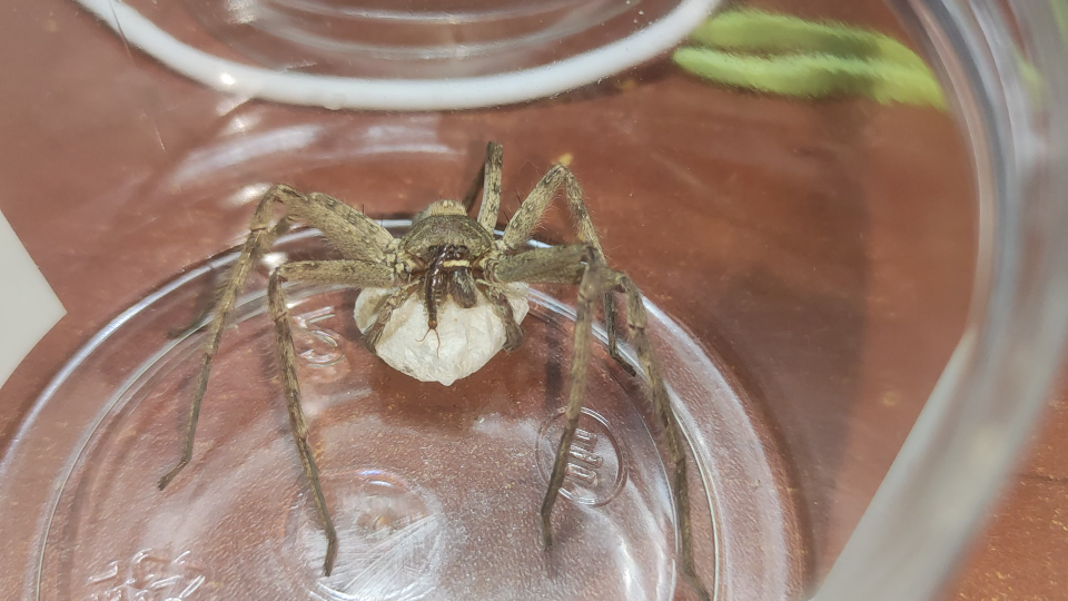 抱卵中的白额高脚蛛,蜈蚣爬到脸上都不为所动