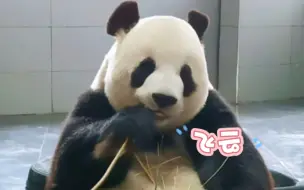 Download Video: 飞云一个爱笑的女孩子🐼