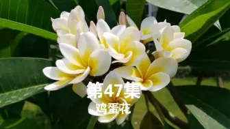 Download Video: BE47:能用作中草药和食用却跟剧毒的夹竹桃同家族的鸡蛋花