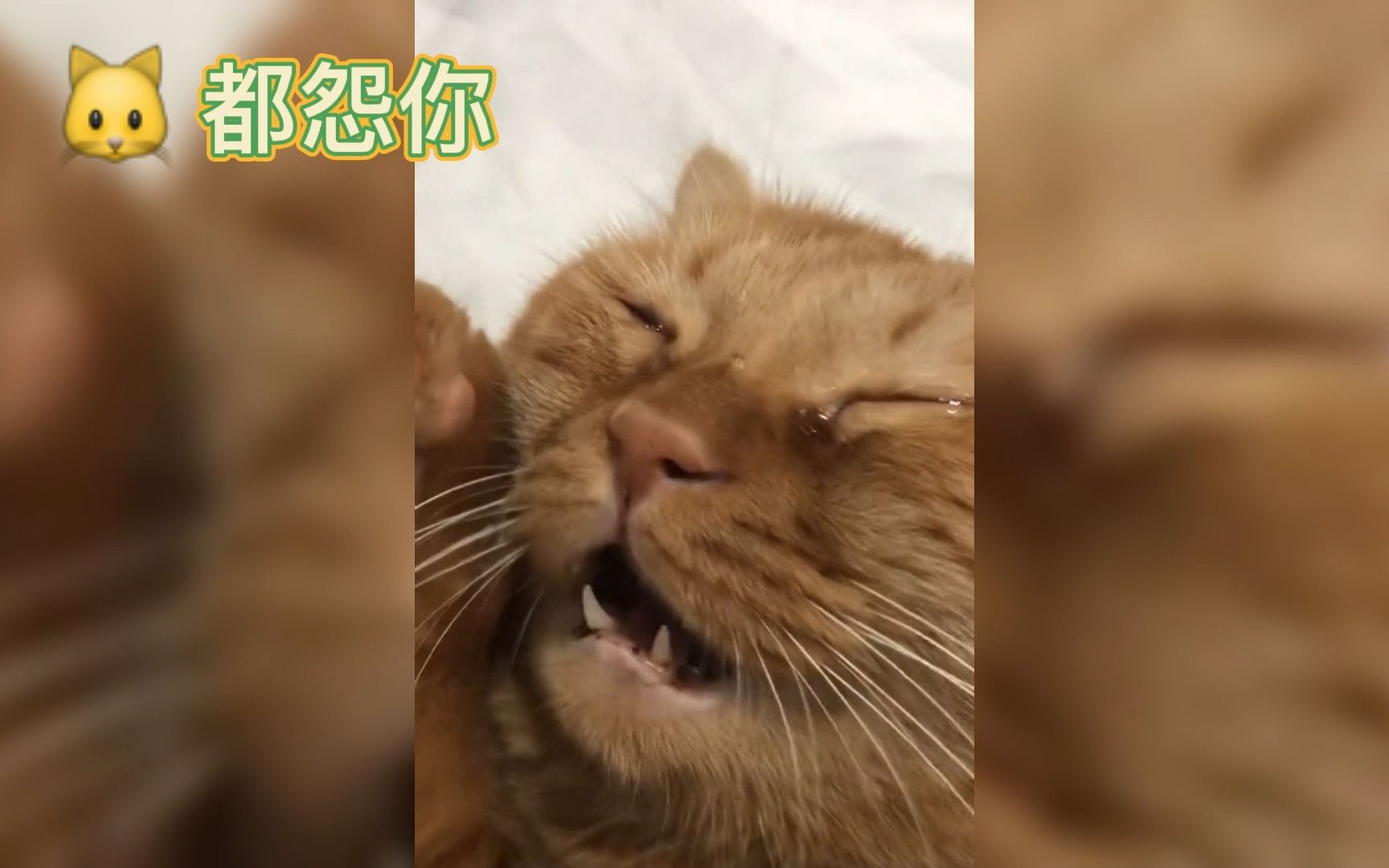 生气的猫咪哔哩哔哩bilibili