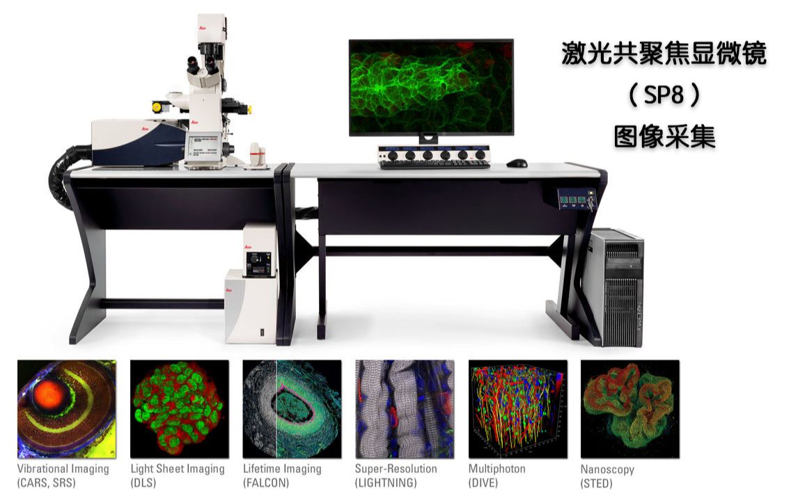 激光共聚焦显微镜(SP8)的图像采集哔哩哔哩bilibili