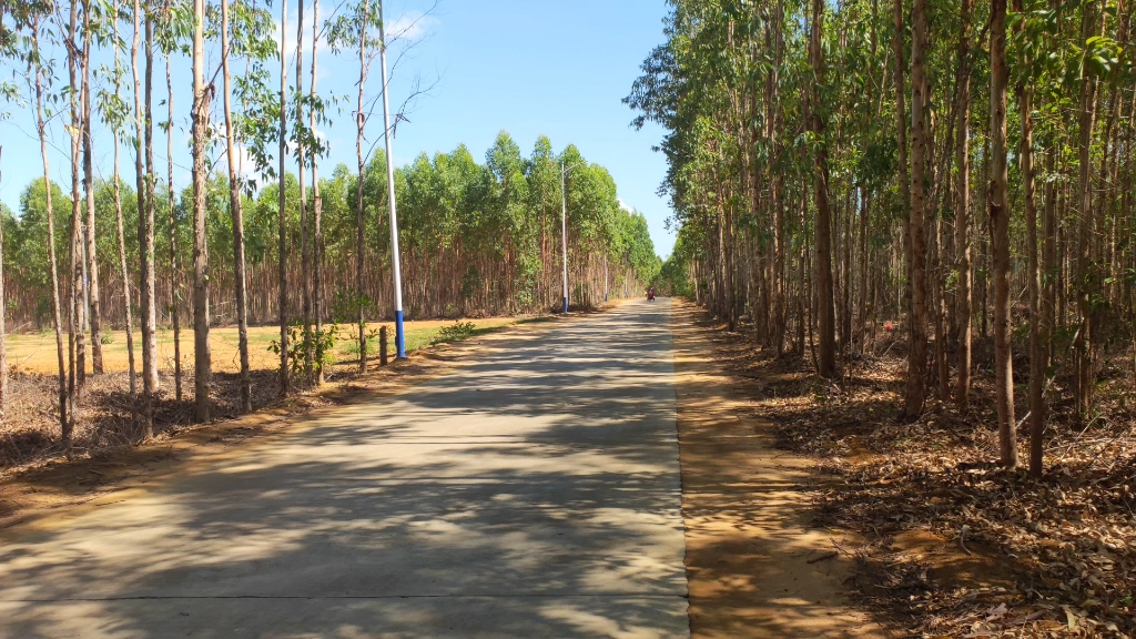 野外树林发现一只被遗弃的小狗,叫声凄惨,安抚半天才安静下来