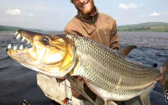 世界10大最危险的鱼类