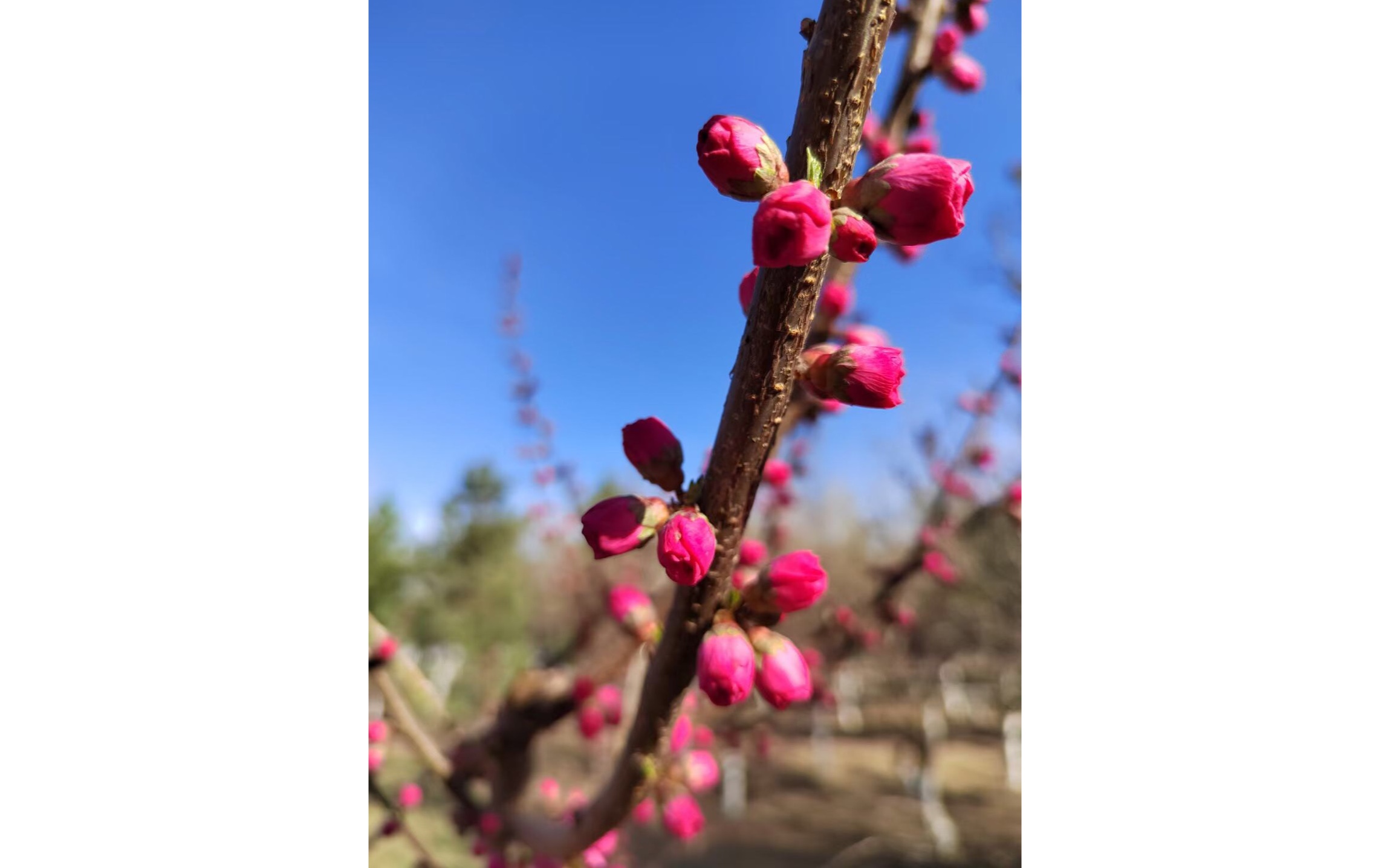 [图]桃花盛开春意盎然的季节