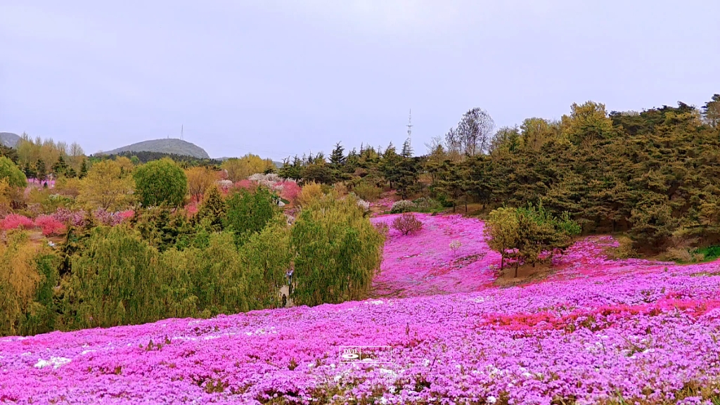 大连英歌石植物园门票图片