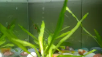 水草又吐泡泡了 这是什么原理 哔哩哔哩 Bilibili