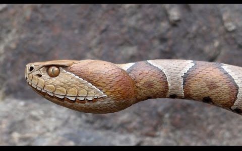 【手杖大爷#38】铜斑蛇手杖copperhead snake walking stick #38