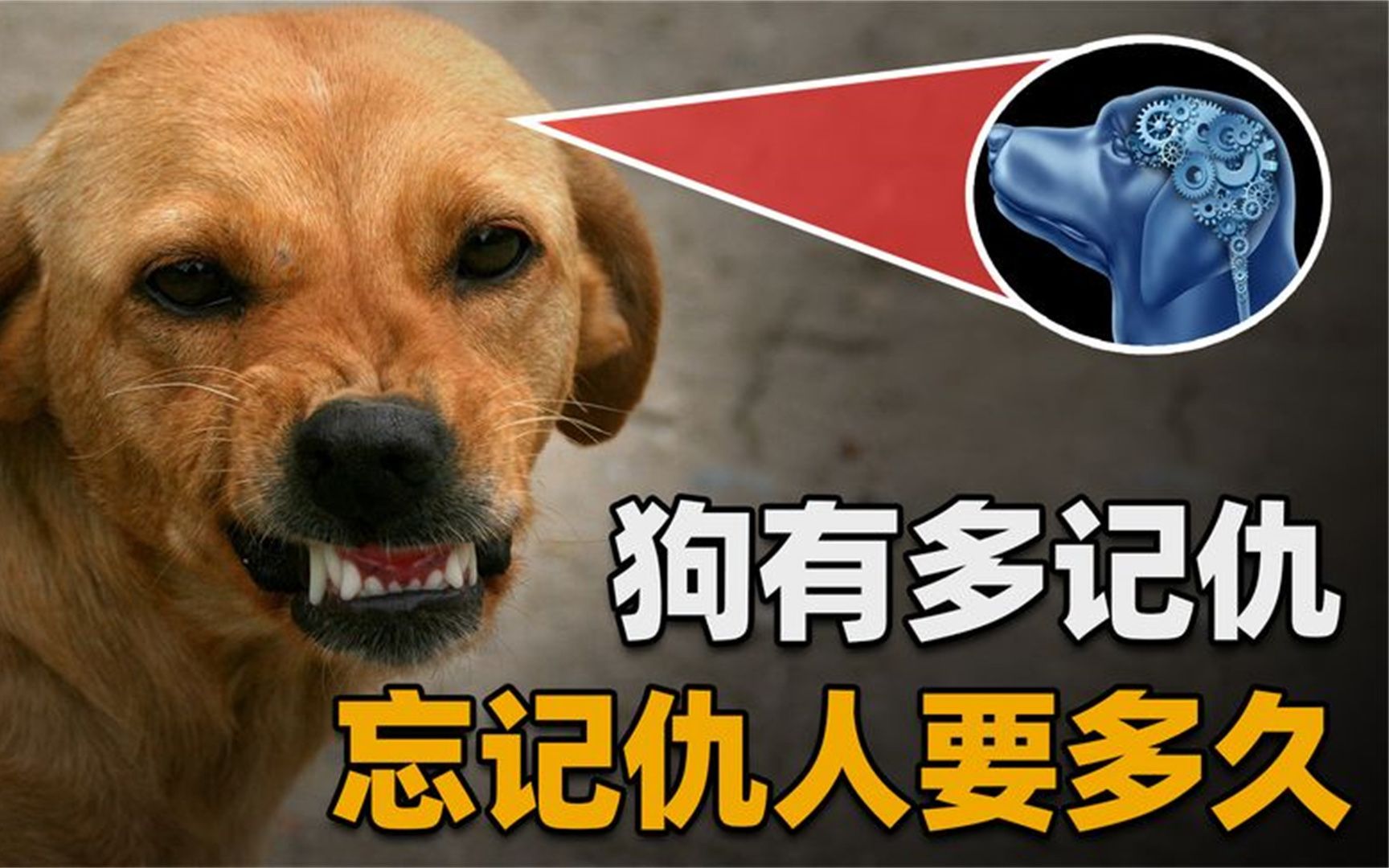 狗能够有多记仇?长沙一黄狗因被诊所绝育,长期到店门口"骂街"