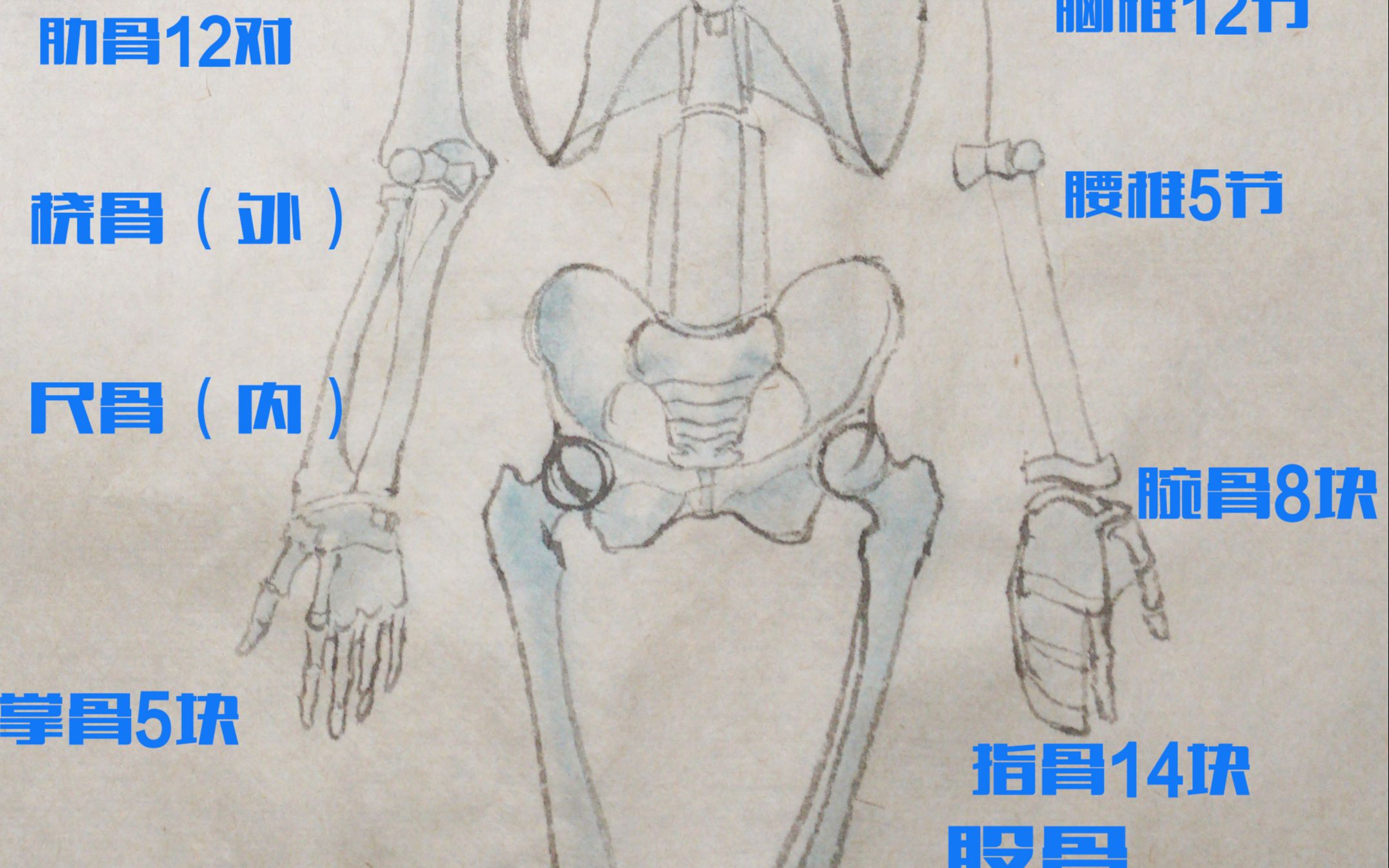 一分钟认识全身骨骼系统哔哩哔哩bilibili