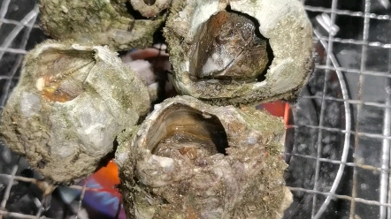 请问在座的各位,谁吃过烤藤壶