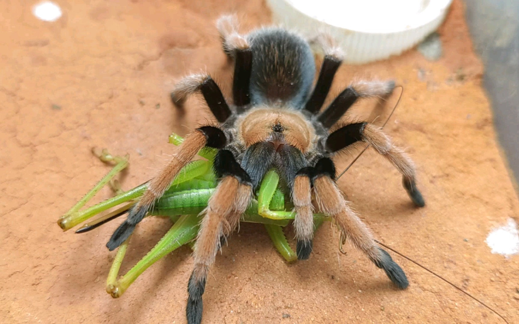 【捕食】墨西哥血脚蜘蛛飞扑蝈蝈苗