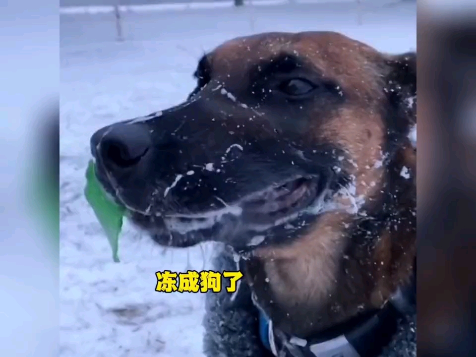 "狗狗我呀,真的冻成狗了!