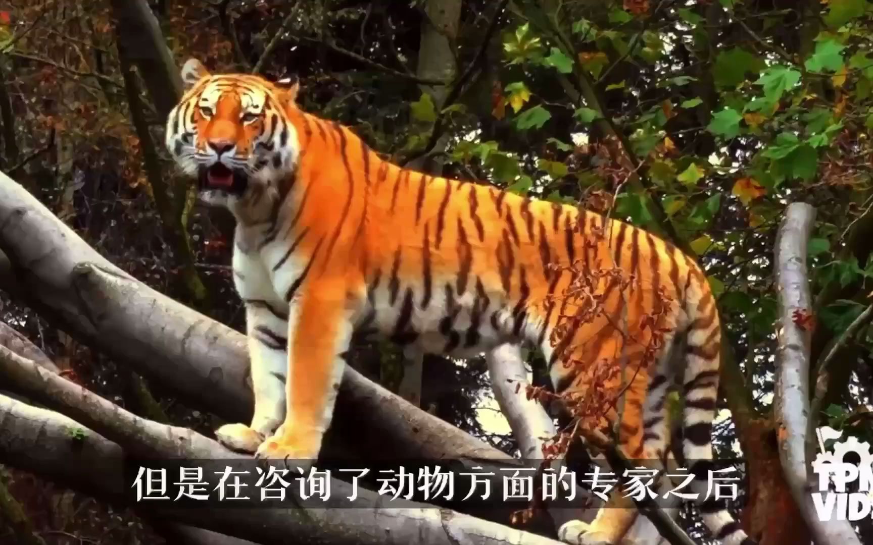 [图]搬运 你可能不知道的10个秘密：迪士尼乐园的丛林巡航游船Jungle Cruise