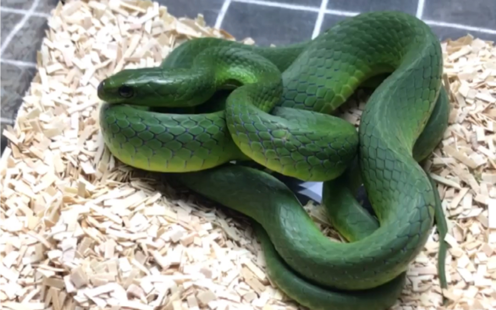 欣赏一下国蛇之美