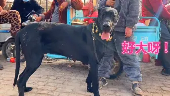 北方土狗 中国黑狼犬 哔哩哔哩 Bilibili