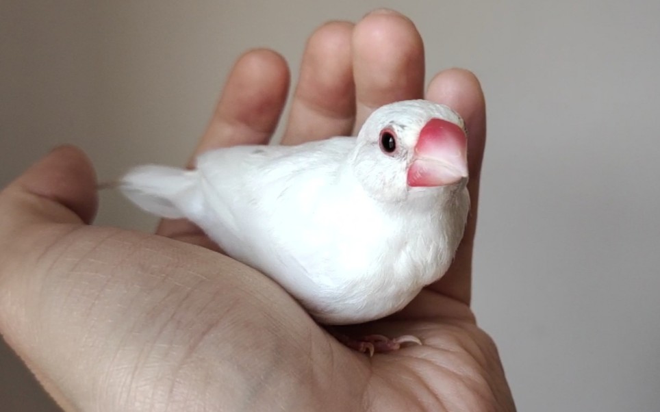 网购的文鸟雏鸟已经6个月大了,它已经成长为掌中的回旋镖_哔哩哔哩