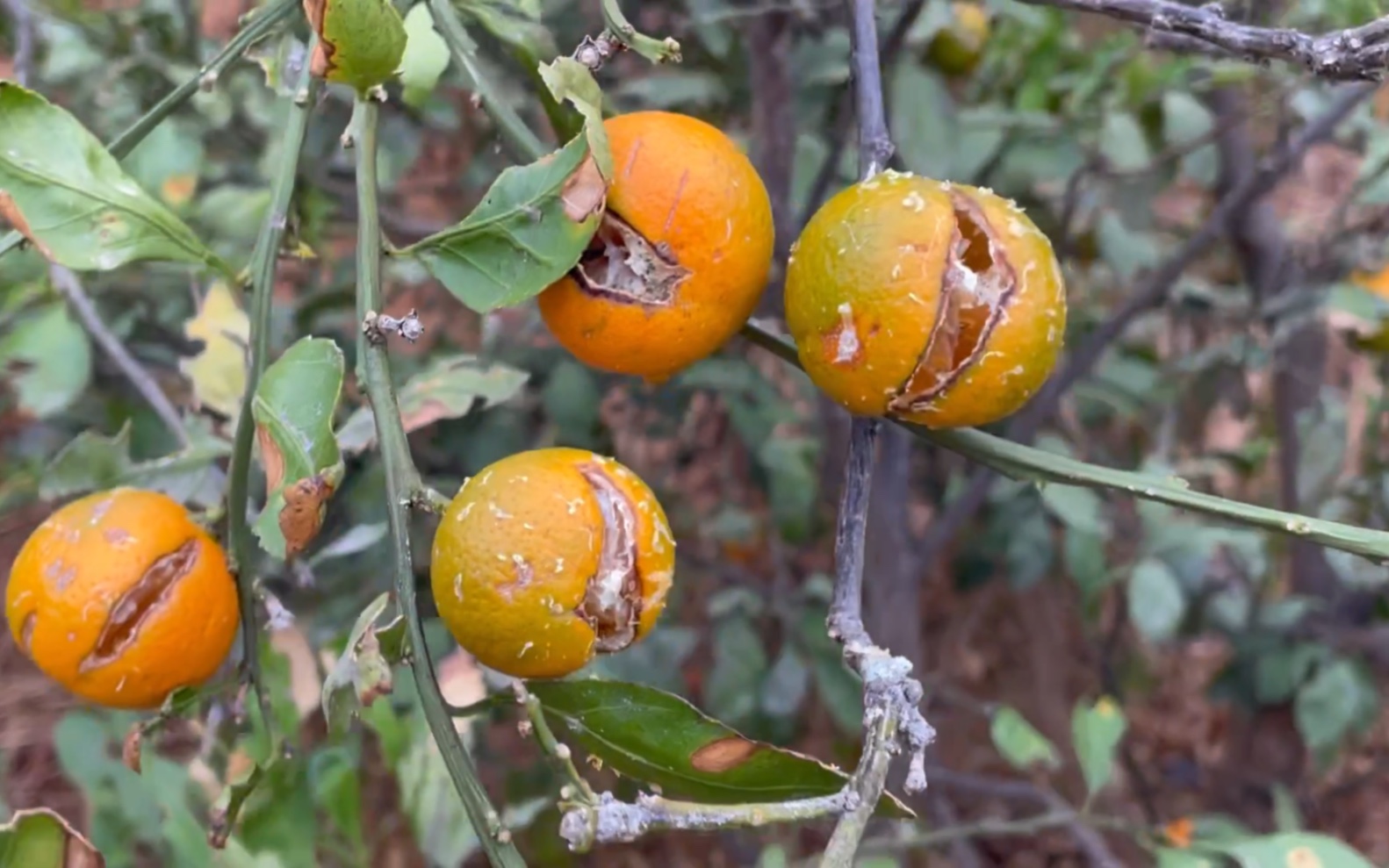 裂开 今年没橘子吃了