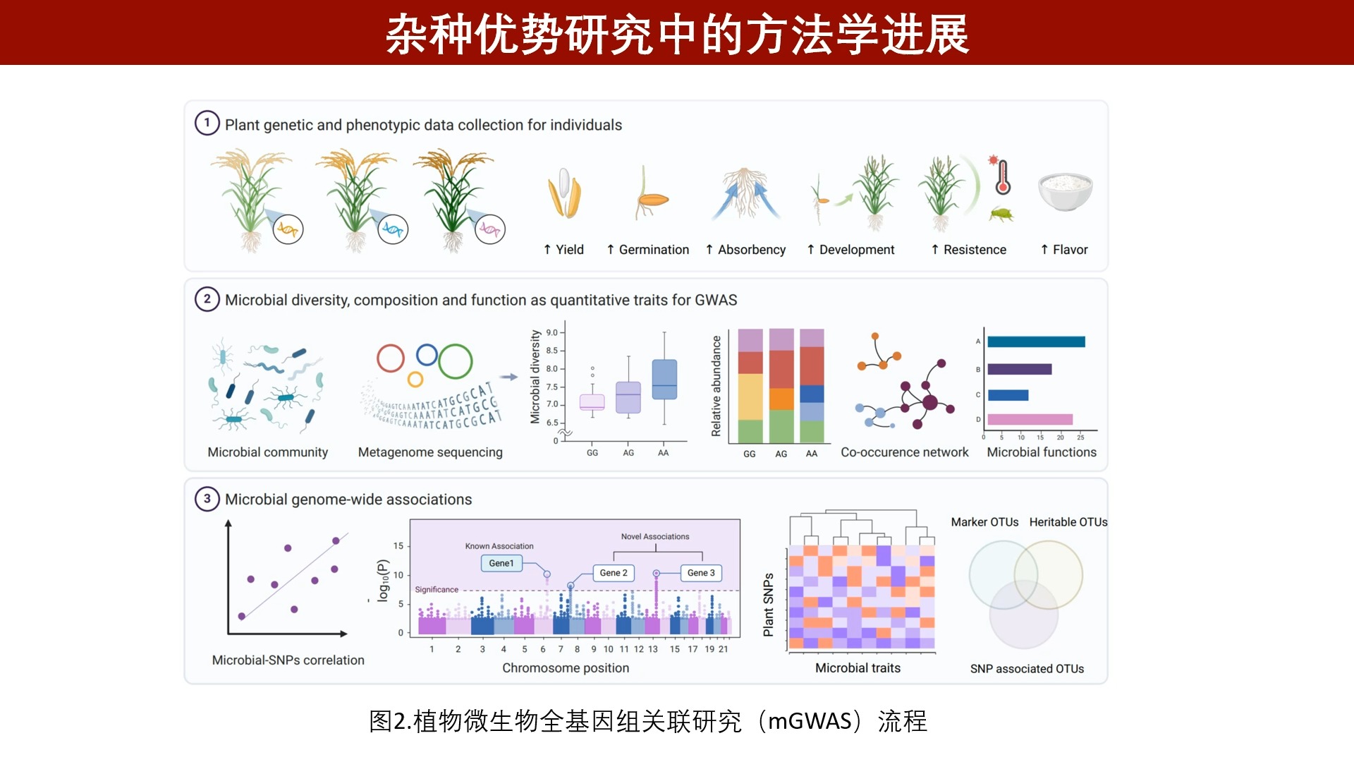 iMeta | 基因组所刘永鑫/卢洪评述微生物在提高杂种优势中的作用哔哩哔哩bilibili