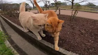 公園のよく喋る猫がモフられに歩いてきた 哔哩哔哩 Bilibili
