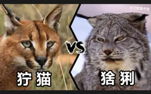 Download Video: 狞猫VS猞猁谁更凶？你想试试就逝逝..