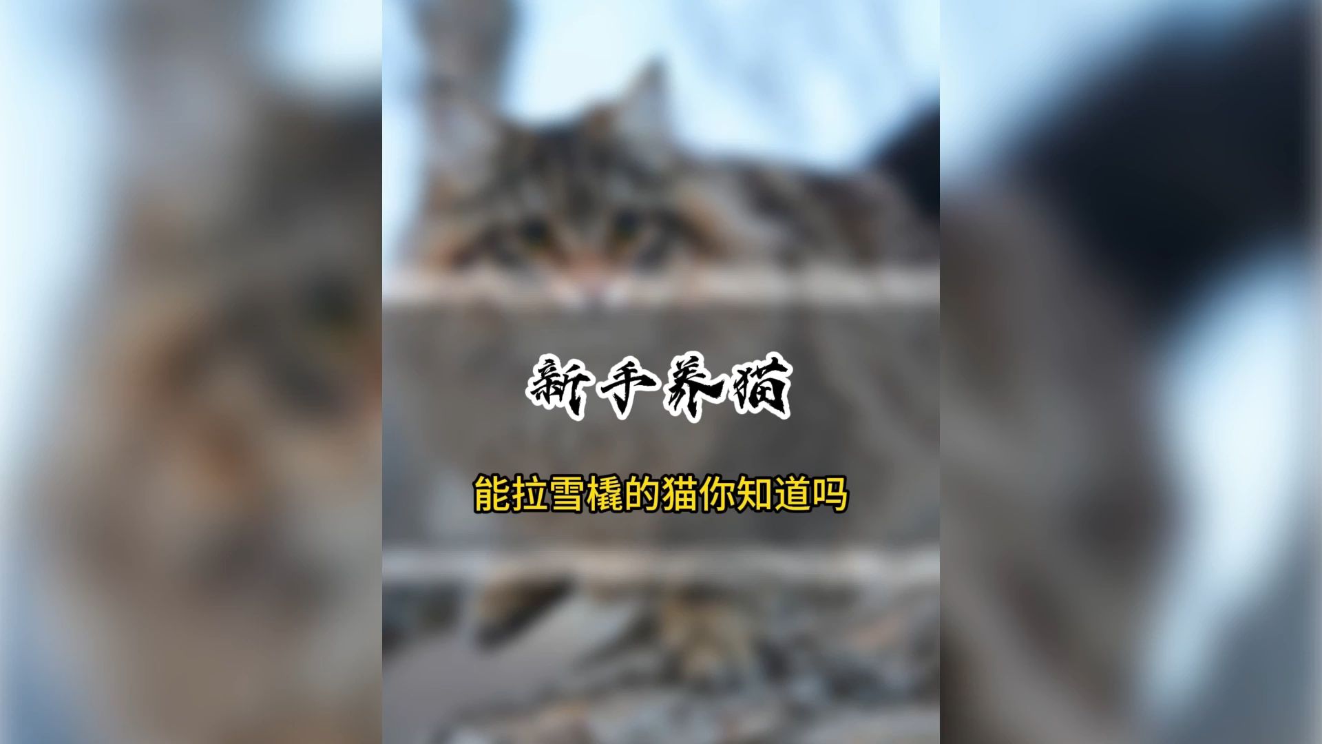 [图]能拉雪橇的猫你知道吗？！西伯利亚森林猫多少钱？西伯利亚森林猫的特点是什么？西伯利亚森林猫的价格是多少？（C805）