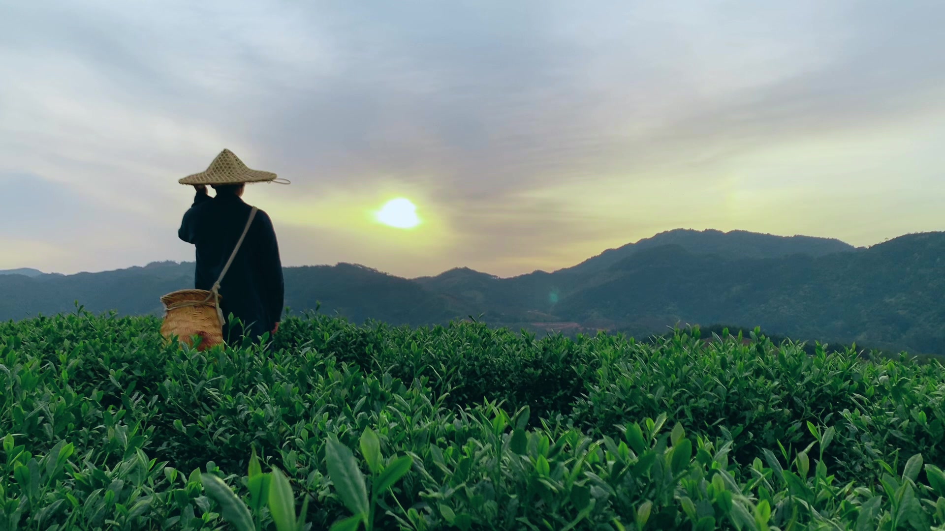 [图]向生活低头了 走进茶山采茶学茶 感受另一种生活方式