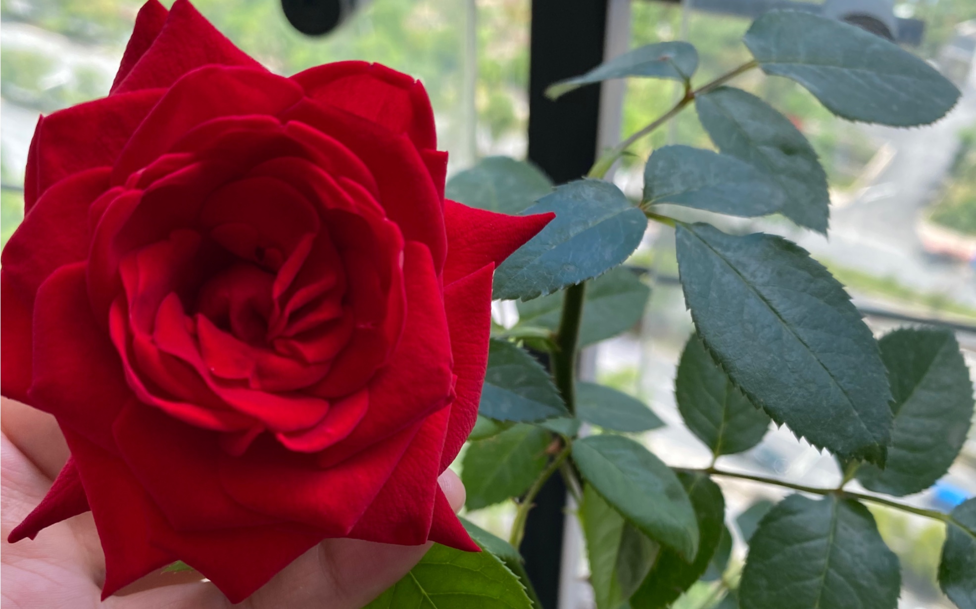 小阳台上英格丽褒曼开花了,是世界十大殿堂级月季品种哦_哔哩哔哩