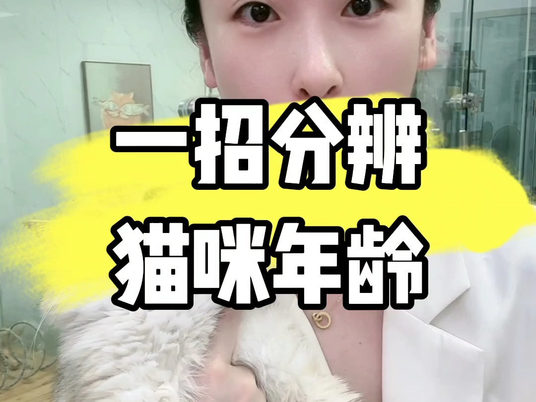 怎么分辨,猫咪年龄?哔哩哔哩bilibili