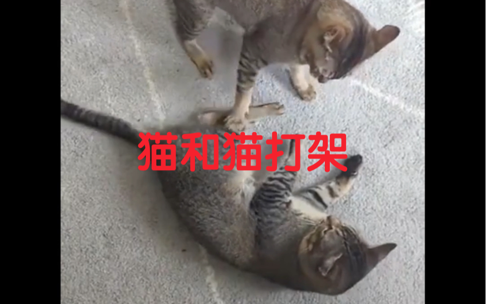 猫和猫也会打架哔哩哔哩bilibili