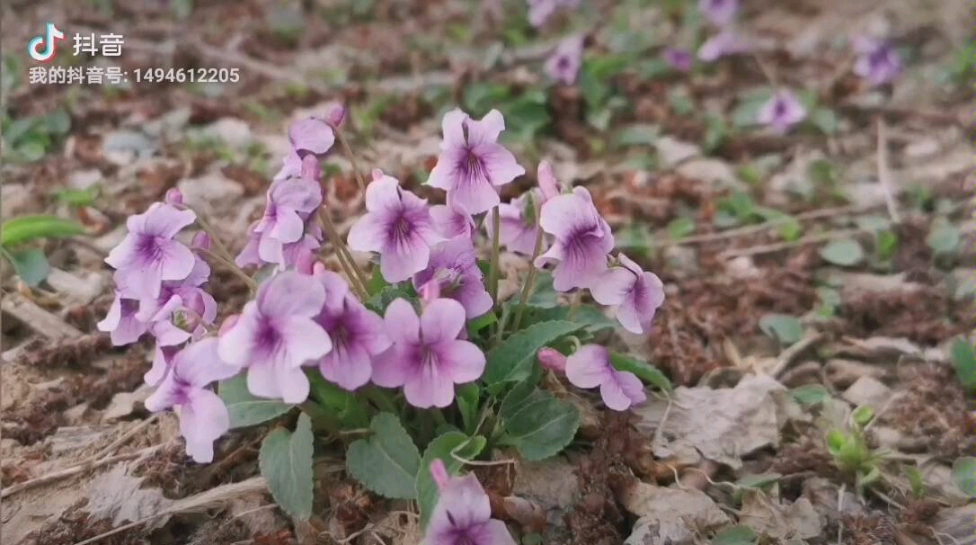 [图]紫花地丁—这个季节林间野地的小精灵