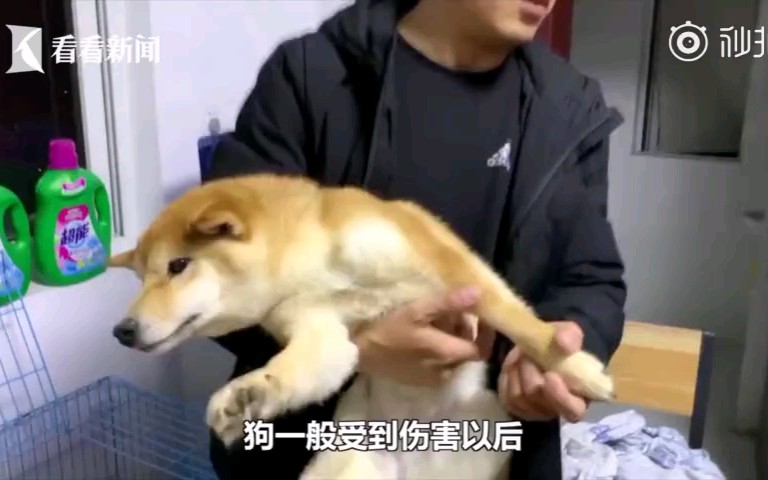 [图]研究生用开水烫柴犬后续：学生去看心理医生，网友怀疑狗被调包