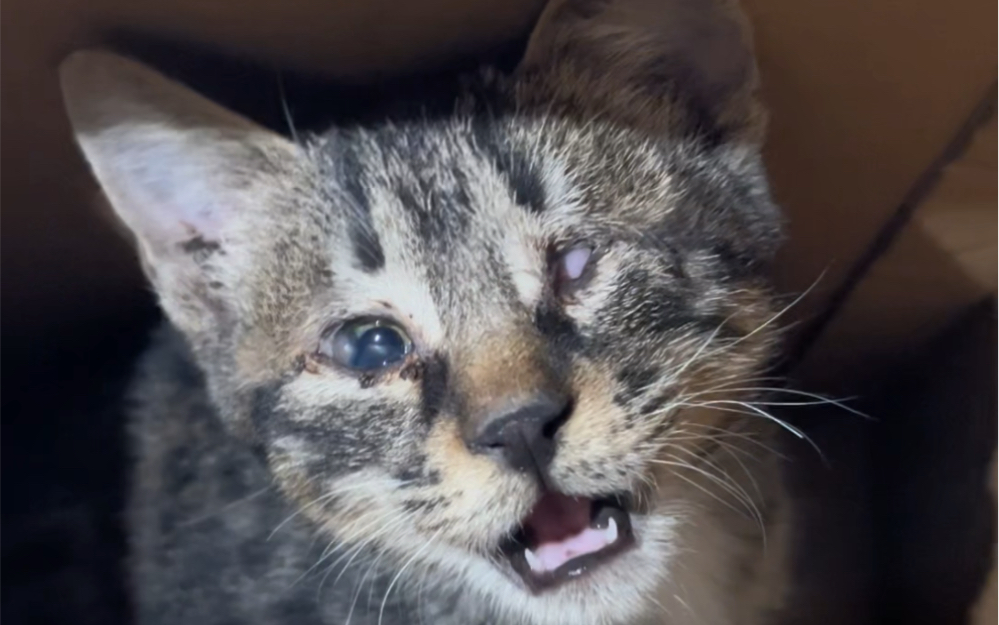 11月基地再添一只瞎眼小狸花