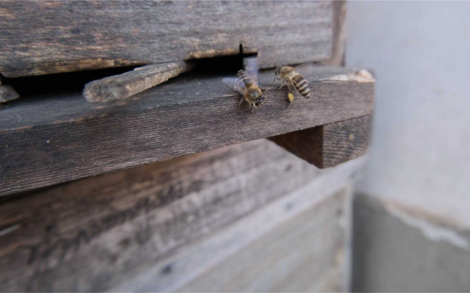 拍摄我家勤劳的野生蜜蜂!大过年的,还在工作.