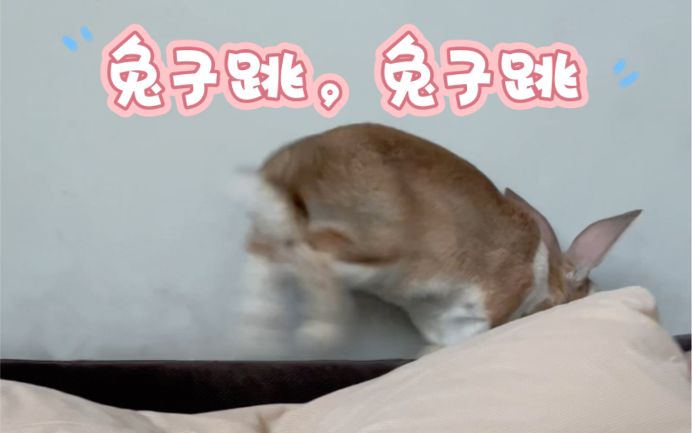 【兔八哥】欲躺没躺的兔子