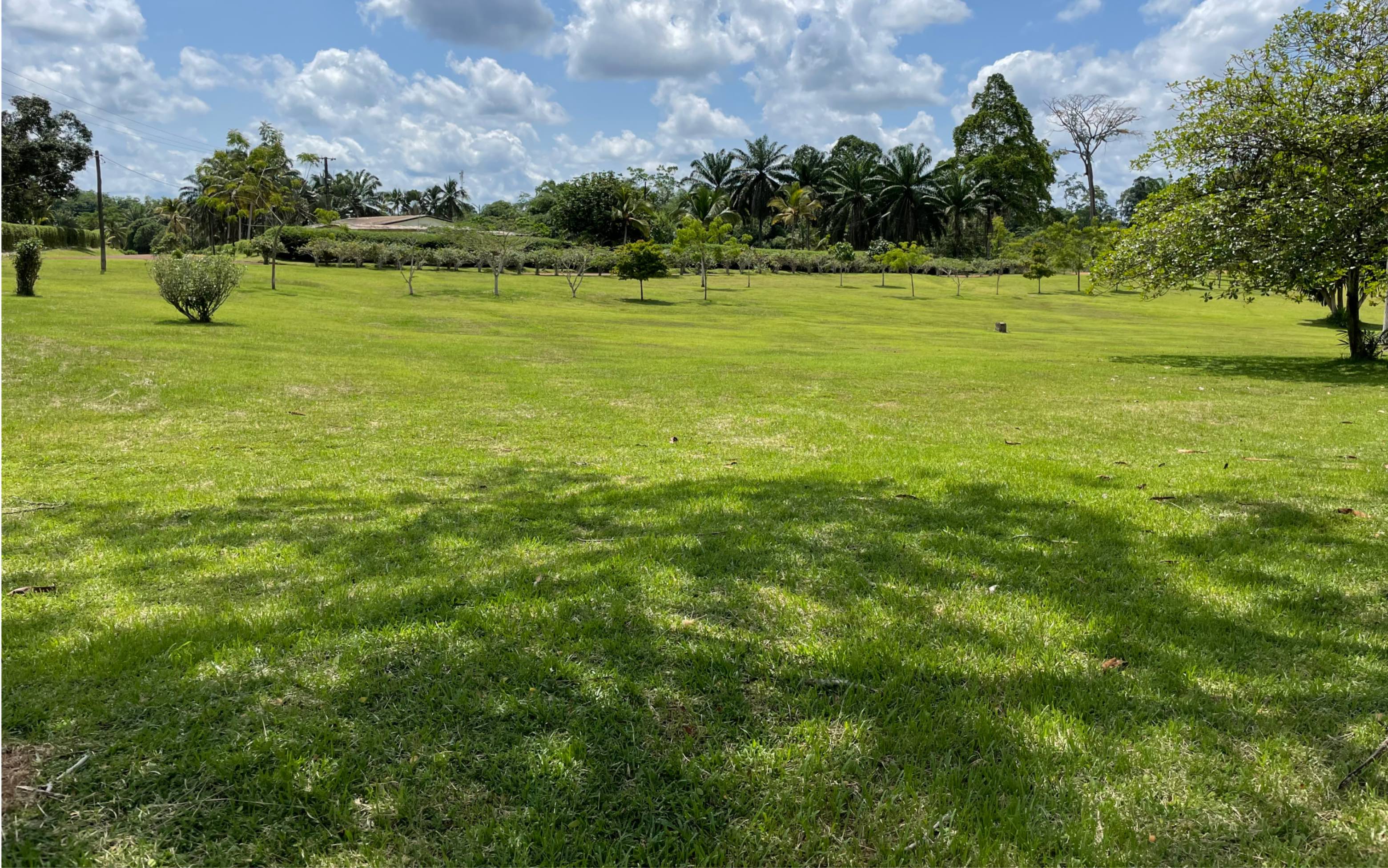 周游非洲喀麦隆# chairmen house周边的一片草坪,天然起伏如果岭