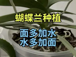 Tải video: 蝴蝶兰种植材料【水多加面，面多加水】