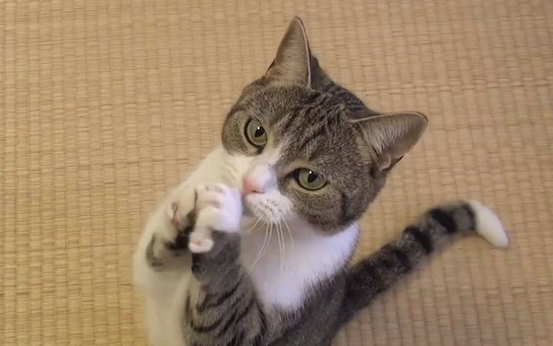 当小猫咪学会拜拜后,有多可爱!