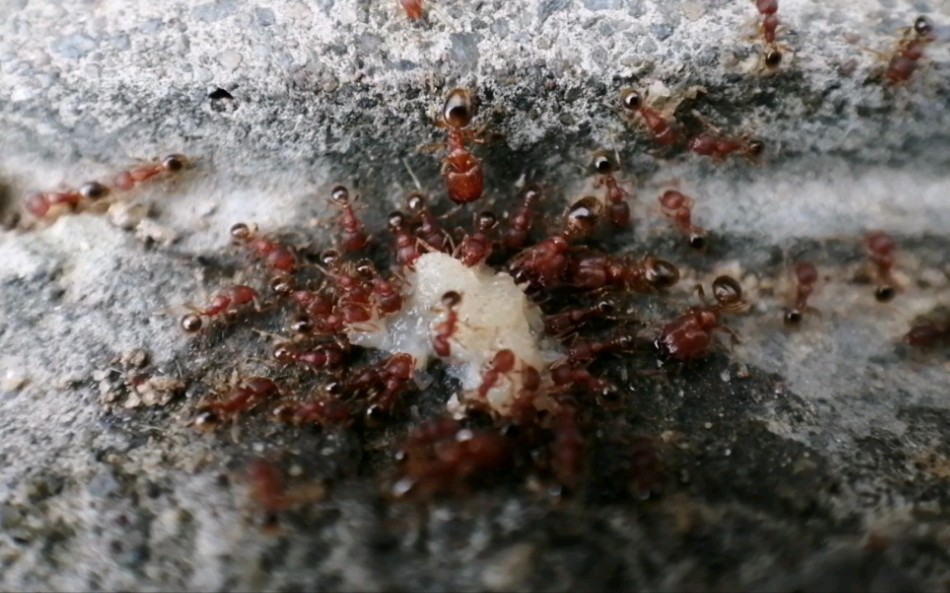 疑是矮大头蚁搬运粉蒸肉米粉8倍速