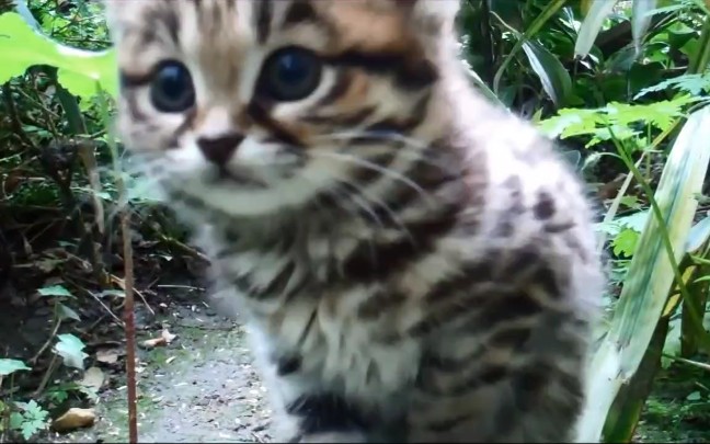 [图]黑足猫对摄像头很好奇【非洲最凶猛的捕食者】