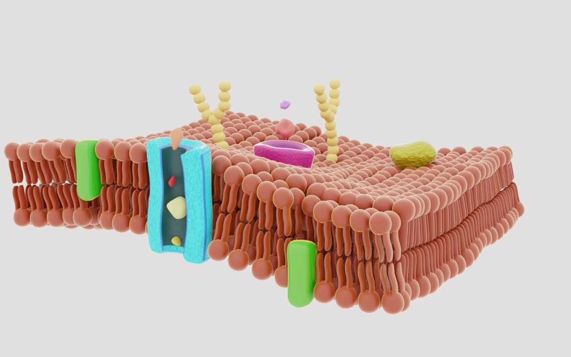 细胞质膜 | 双语字幕 | 医学动画 | 医学英语哔哩哔哩bilibili