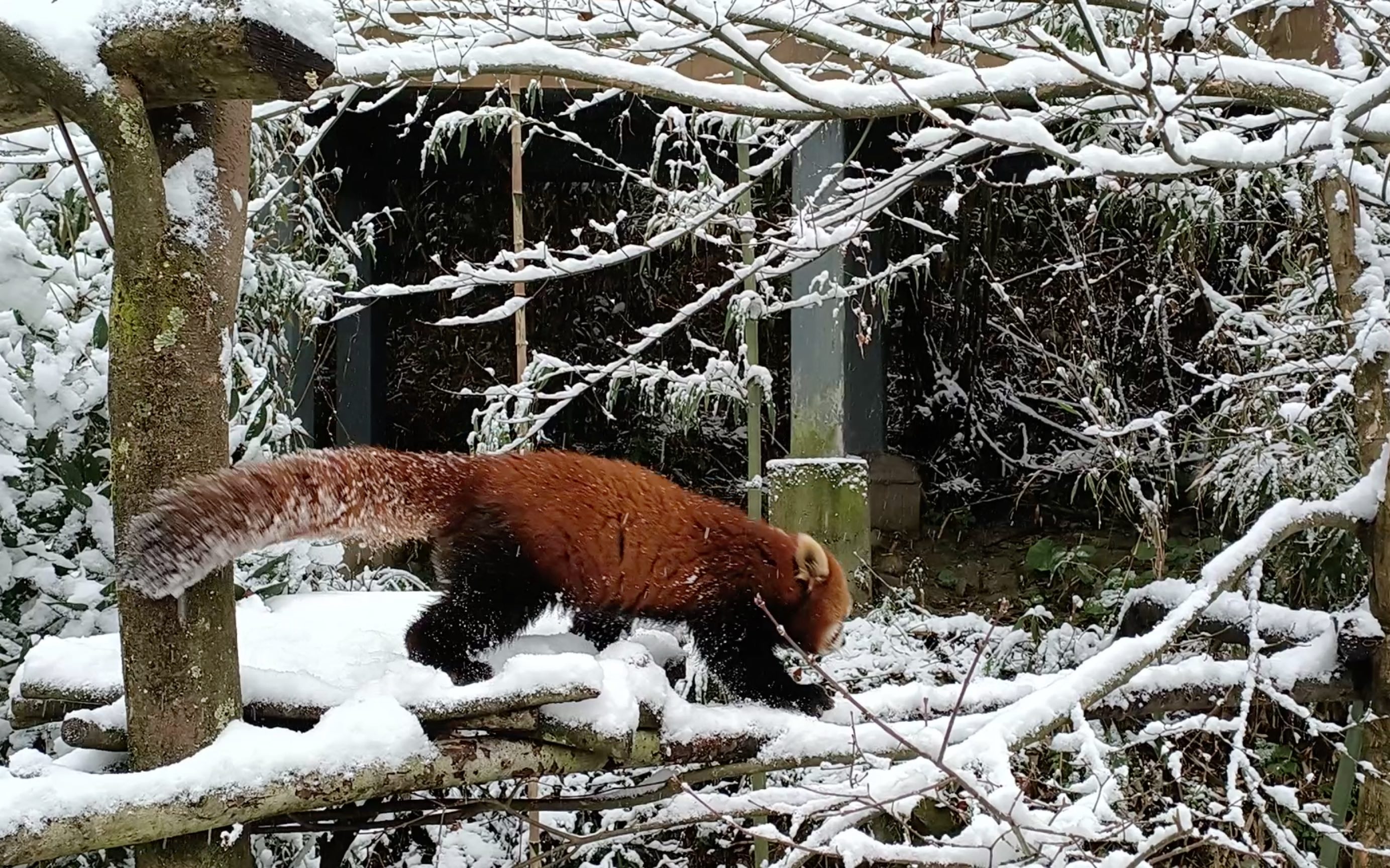 熊猫谷雪中小熊猫