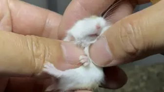 早期驯服仓鼠的过程