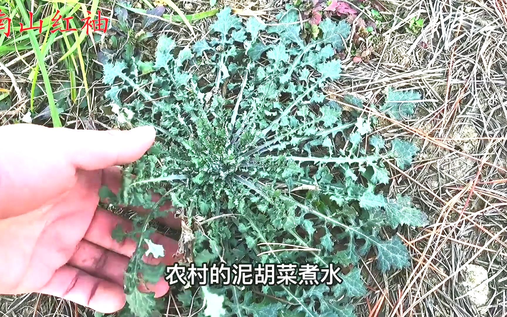 泥胡菜别名石灰菜煮水