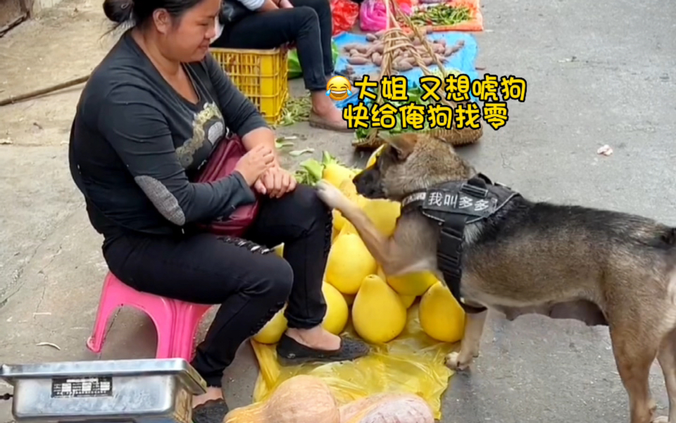 [图]大姐，不给俺狗找零，赖地上不走了。