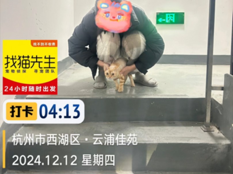 杭州找猫团队 半小时成功找回走丢猫咪哔哩哔哩bilibili