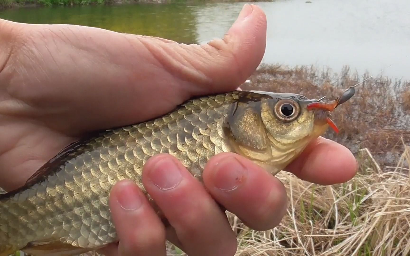 朝天钩野钓的感觉太棒了