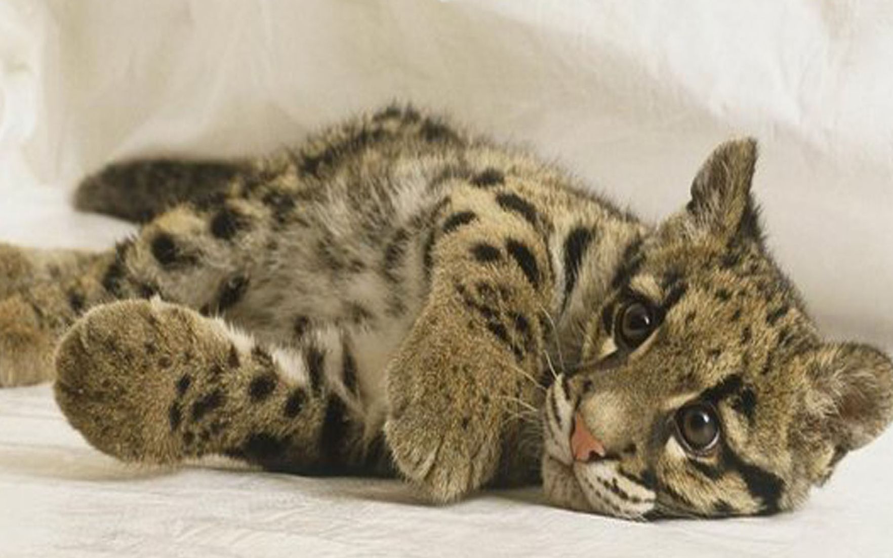 云豹竟然不是豹子原来是这个原因难怪会叫云豹