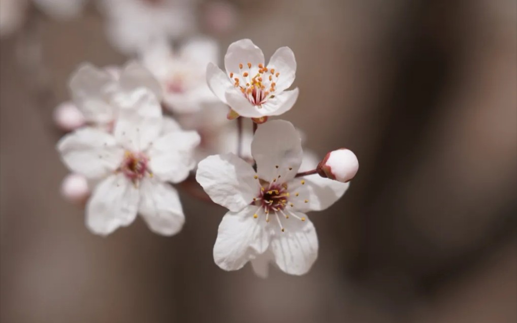 来海大,送你春樱色的美梦
